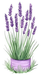Fototapeta premium Lavender Plant In Purple Pot Illustration Background