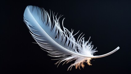 Delicate White Feather Floating on a Dark Background
