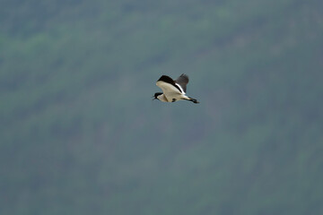 Bird in flight