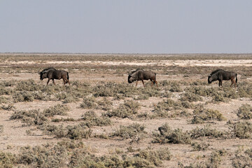 Gnu in der Wildnis unterwegs in Etosha