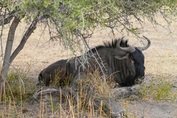 Gnu ruht sich aus in der Wildnis von Etosha