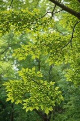 Fototapeta premium A gracefully curving beech branch, laden with vibrant green leaves , spring, beauty