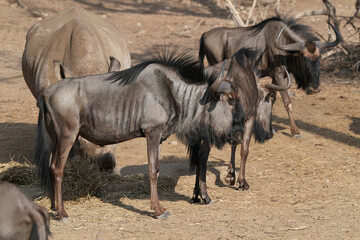Gnu in der Wildnis 