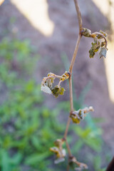Young grape leaves affected by frost in early spring, revealing impact of cold weather on vineyard growth