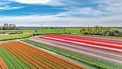 Aerial drone view of tulip fields in spring season, bulbfields and tulips blossoming in springtime,...