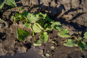 Radish plant growing in tilled soil under warm sunlight in a garden setting
