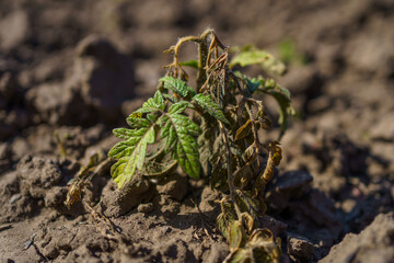 Tomato plants showing damage from unexpected spring frost in early garden season