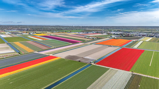 Aerial drone view of tulip fields in spring season, bulbfields and tulips blossoming in springtime, colorful flowers background, Lisse, South Holland, the Netherlands