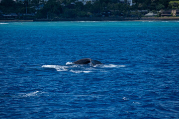 Fototapeta premium Two humpback whales float side-by-side in calm waters near crater and tropical coast, captured March 15, 2019 in Honolulu, Hawaii, USA