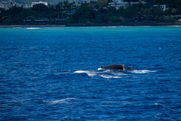 Obraz premium Humpback whale rises near Waikiki shoreline with crater ridge and blue sea, captured March 15, 2019 in Honolulu, Hawaii, USA