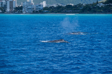 Two whales spout together in blue waters with urban Waikiki skyline behind, captured March 15, 2019 in Honolulu, Hawaii, USA