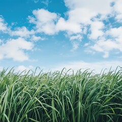 Obraz premium Lush green grass field under a vibrant blue sky with fluffy white clouds