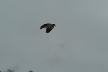 Bird in flight