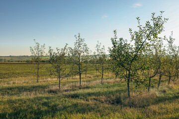 Young apple orchard, harvest concept