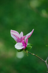Fototapeta premium Vibrant magnolia flower blooms against a green background in springtime