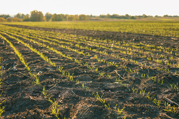 A large soybean field at sunset. Small soybean sprouts grow in the field. Agricultural landscape