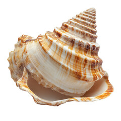 Beautiful sea shell with intricate patterns isolated on Transparent background showcasing its natural elegance, sea shell isolated on PNG background