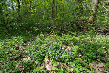 Fototapeta premium Lush springtime woodland with wildflowers and sunlight