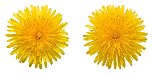 Yellow dandelion flower, isolated on transparent background, cutout, png.
