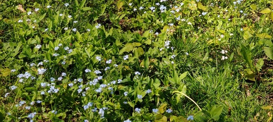 Fototapeta premium Forget-me-not flowers, blue color, slightly blurred