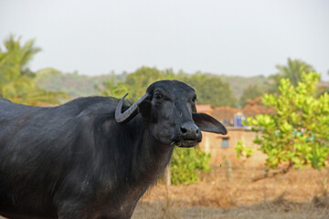 Water Buffalo Standing in Field on a Sunny Day
