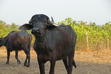Water Buffalo Standing in Field on a Sunny Day

