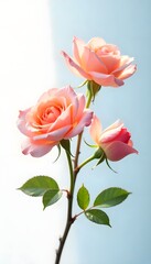 Two pink roses blooming delicate petals floral beauty high resolution photo