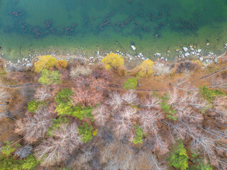 Colorful autumn forest with trees on the shore of a blue lake - top aerial view.