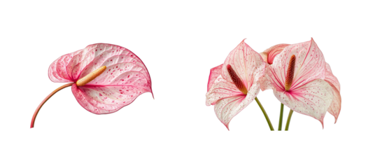 Anthurium flowers, pink and white mottled, two arrangements, isolated, cut out transparent