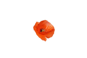 Papavero rosso isolato png