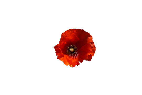 Papavero rosso isolato png