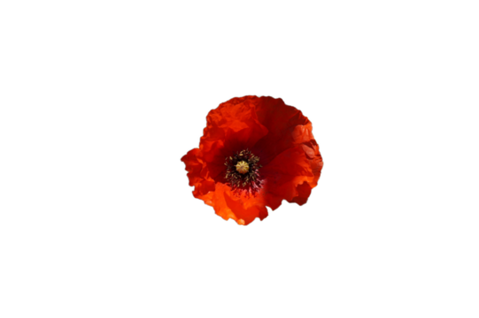 Papavero rosso isolato png