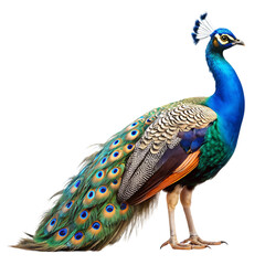 Obraz premium Majestic Peacock: A Stunning Bird Image