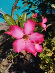 Beautiful Blooming Adenium Obesum Flower