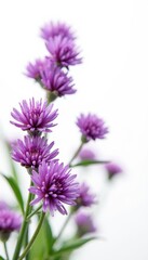 Obraz premium Delicate heather flowers, vibrant purple blooms, isolated on pure white , texture, countryside, field