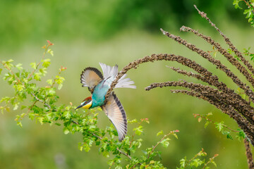 European Bee-eater (Merops apiaster) in a green setting