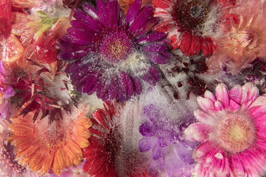colorful flower background with purple, pink, red and orange frozen gerbera or germini flowers in ice