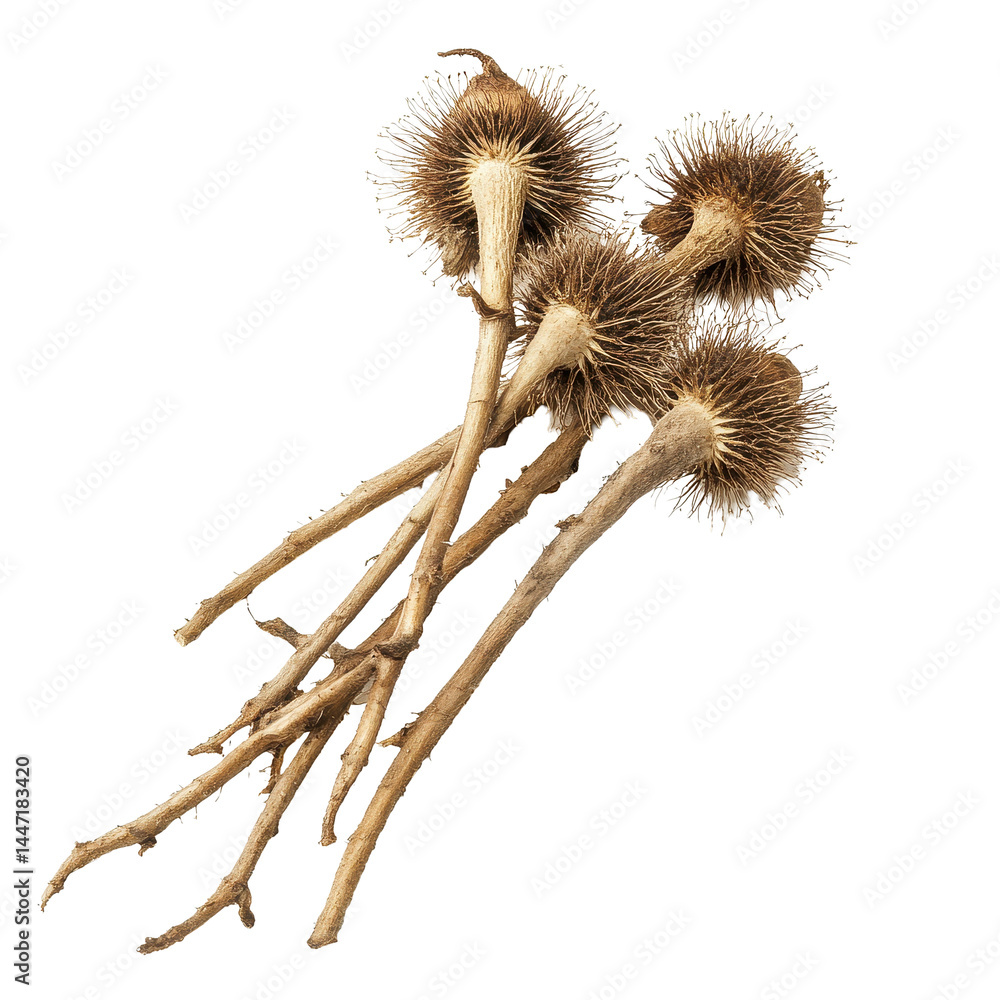 Poster burdock roots displayed on a clean white background showcasing their unique structure and texture, b