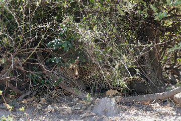 Leopard versteckt sich im dichten Gebüsch in Etosha