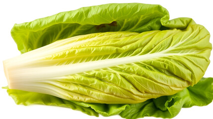 Romaine lettuce vegetable isolated on transparent or white background