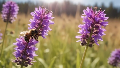 Obraz premium A fuzzy bee collects pollen from a vibrant purple flower in a sun-drenched field , rural, violet