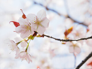 春の日差しを浴びる桜