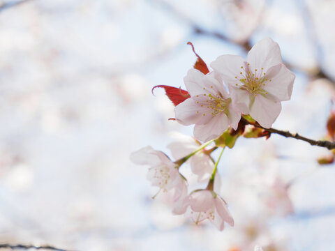 春の日差しを浴びる桜