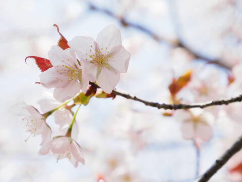 春の日差しを浴びる桜