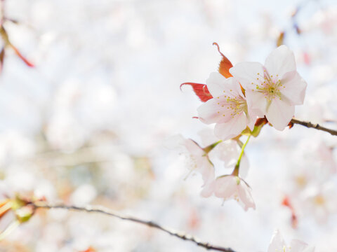 春の日差しを浴びる桜