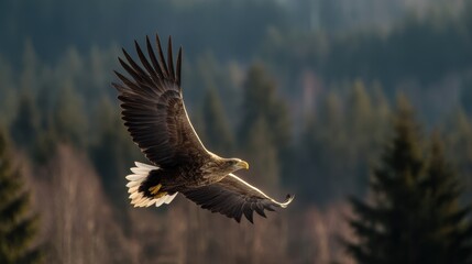Fototapeta premium Majestic Eagle in Flight Soaring Above the Forest