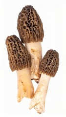Fresh Morel Mushrooms Isolated on White Background