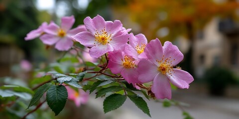 Obraz premium Pink blossoms amidst vibrant blurred greenery