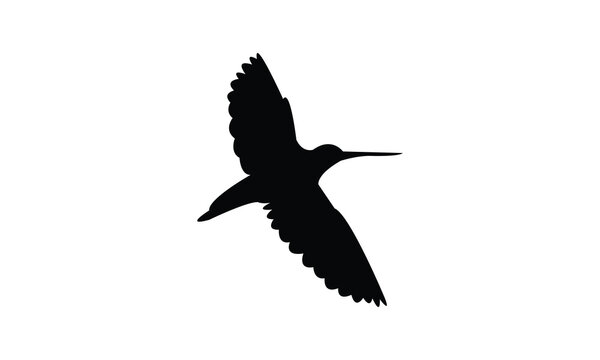 Flying African snipe bird Silhouette Design  And Vector Illustration. 