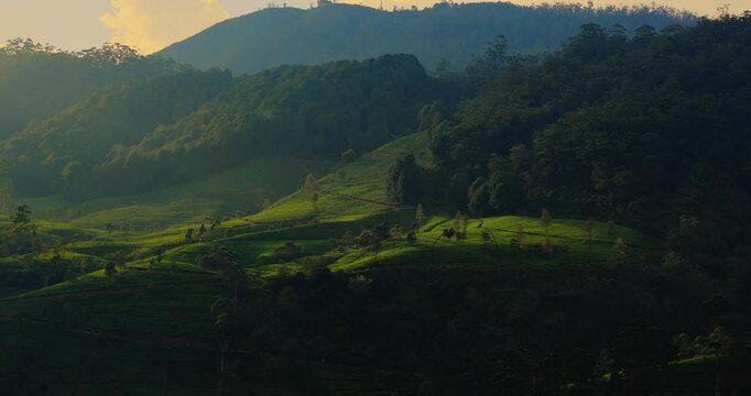 A stunning view of tea plantations nestled in the mountains of Sri Lanka, bathed in soft light. This breathtaking landscape captures the lush greenery and serene beauty of the region, perfect for